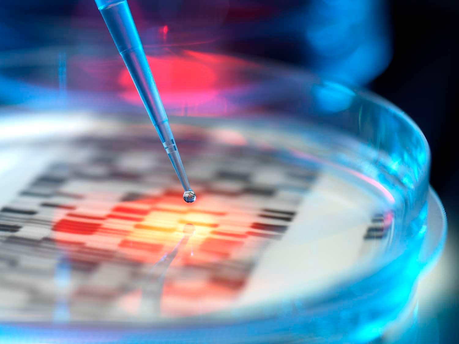 Petri dish with pipette